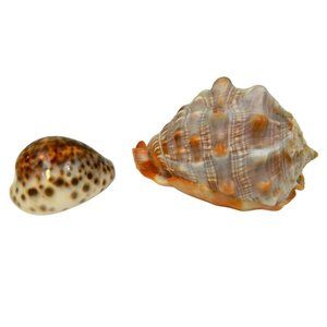 Seashells Cypraea Tigris Shell & Helmet Conch Coral Beautiful Lines Colors